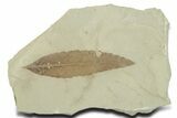 Fossil Leaf (Cedrelospermum) - Green River Formation, Utah #356132-1